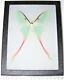 Actias Dubernardi Pink Green Saturn Moth Female China Rare Framed