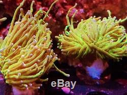 Coral Frag Pink Tip Neon Green Torch LPS Hammer Frog Spawn Type