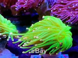 Coral Frag Ultra Pink Tip Torch Neon Green Skin LPS Euphyllia Hammer Frog Spawn
