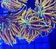 Indo Gold Torch Green Mouth Tank Grown Live Coral Frag Aj's Aquariums
