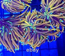 Indo Gold Torch Green Mouth Tank Grown Live Coral Frag AJ's Aquariums