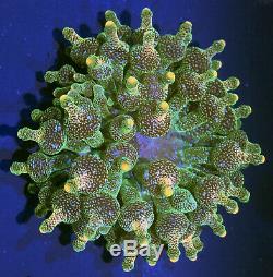 Orange/Pink Tip Acid Green Bubble Tip Anemone Live Coral