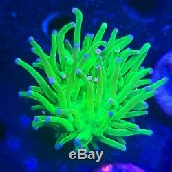 WYSIWYG Blue & Pink Tip Green Joker Torch Live Coral LPS THE REEF ISL OF Zoa SPS