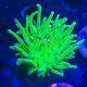 Wysiwyg Blue & Pink Tip Green Joker Torch Live Coral Lps The Reef Isl Of Zoa Sps