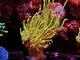 Corail Frag Rose Astuce Neon Torch Vert Lps Marteau Frog Spawn Type De