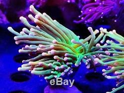Coral Frag Ultra Rose Tip Torch Neon Green Peau Lps Euphyllia Marteau Frog Spawn