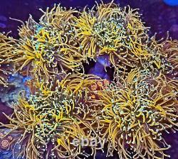 Fragment de corail vivant cultivé en aquarium à bouche verte de torche d'or indo chez AJ's Aquariums